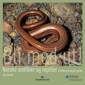 Norske amfibier og reptiler (feltherpetologisk guide) av Dag Dolmen (Heftet)