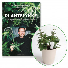 Plantelykke – Stell og innred med grønne planter + vanningsvarsler (Pakke)